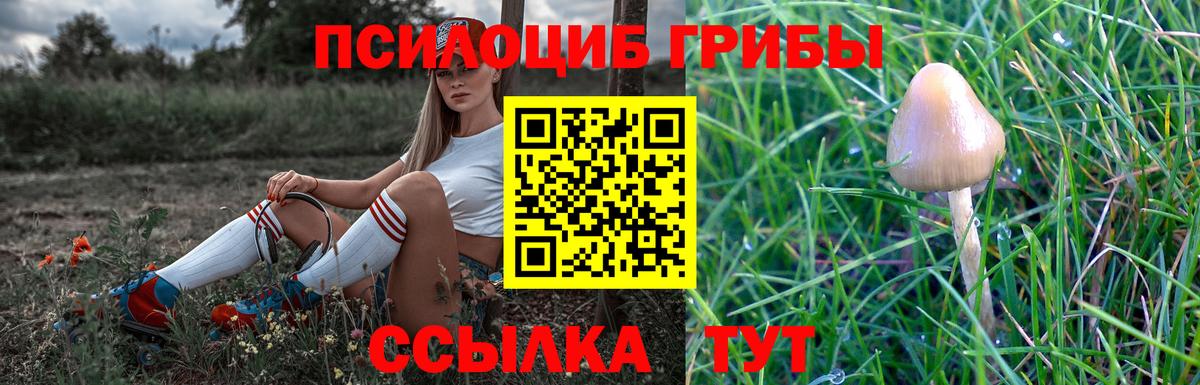 Галлюциногенные грибы Psilocybe Гатчина